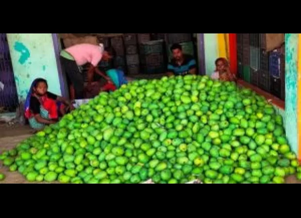 Despite the season, mango farmers are making money.