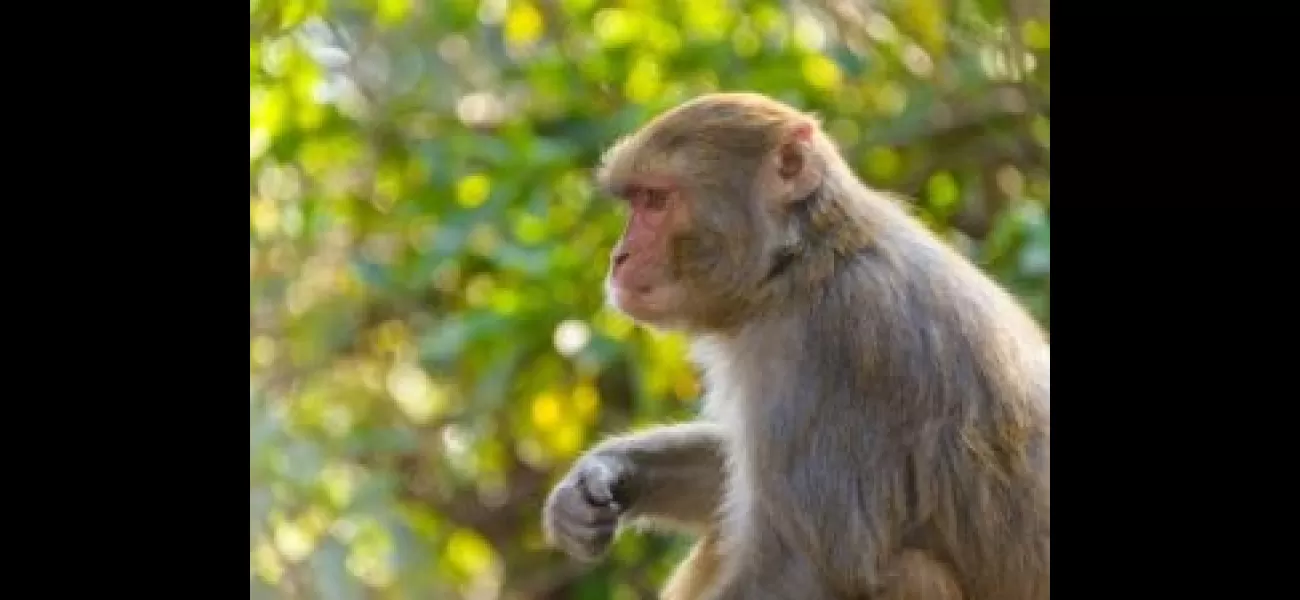 Dozens of wild monkeys in Jharkhand died after accidentally falling into an irrigation well and drowning.