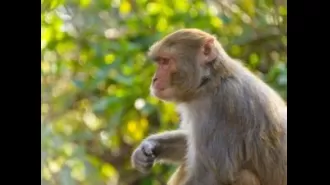 Dozens of wild monkeys in Jharkhand died after accidentally falling into an irrigation well and drowning.