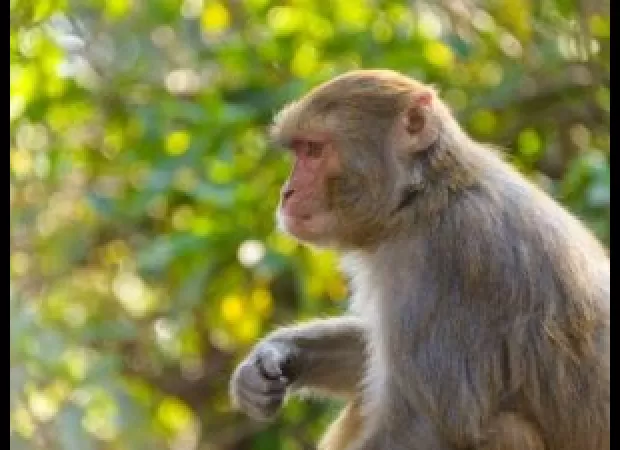 Dozens of wild monkeys in Jharkhand died after accidentally falling into an irrigation well and drowning.