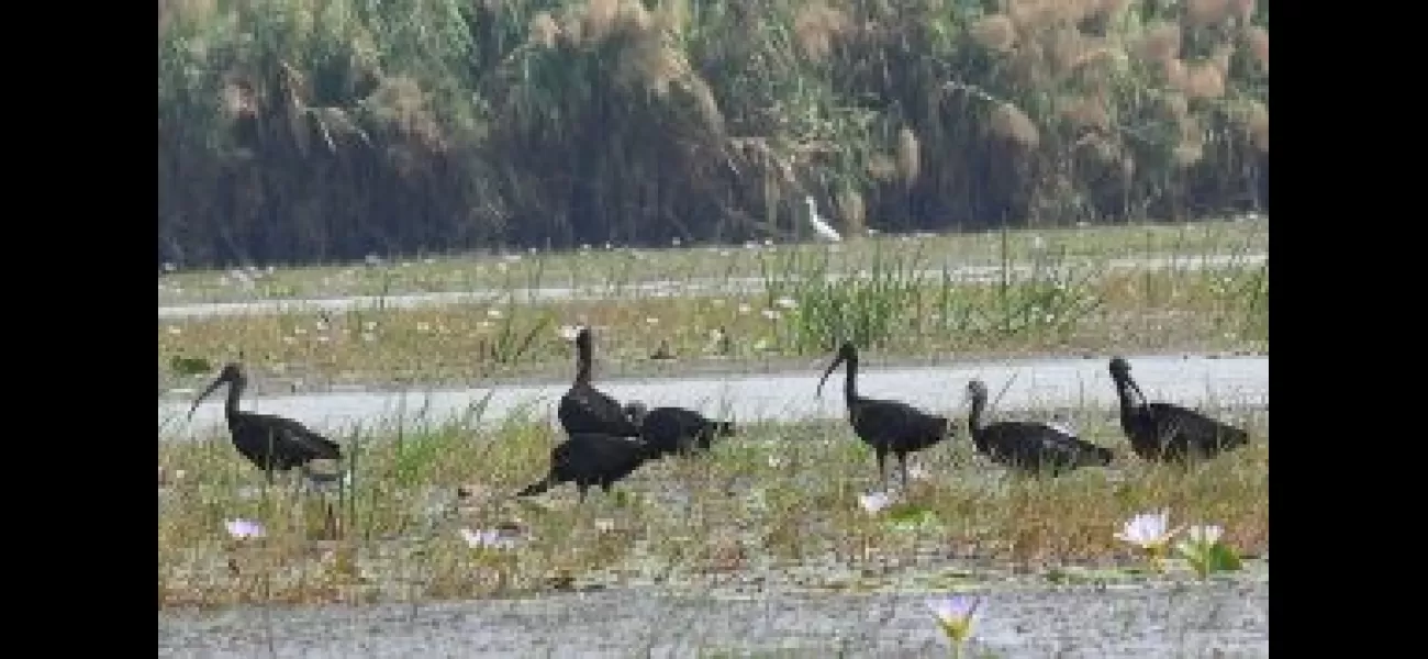 Poachers in Chilika exploit lax administration for their own gain.