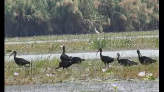 Poachers in Chilika exploit lax administration for their own gain.