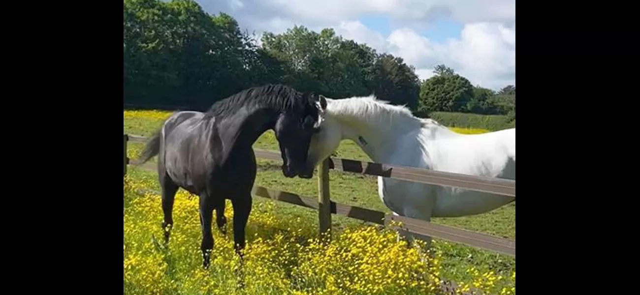 London's rampaging horses, now recovered, are captured together in a photo.