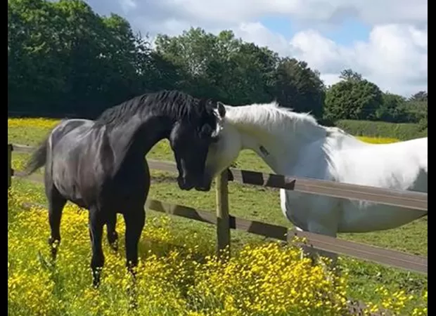 London's rampaging horses, now recovered, are captured together in a photo.