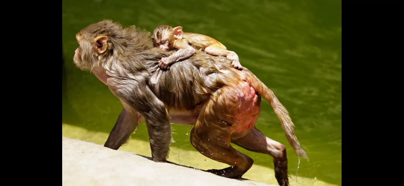 Monkeys die in well while looking for water in 45°C heat.