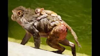 Monkeys die in well while looking for water in 45°C heat.