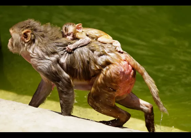 Monkeys die in well while looking for water in 45°C heat.