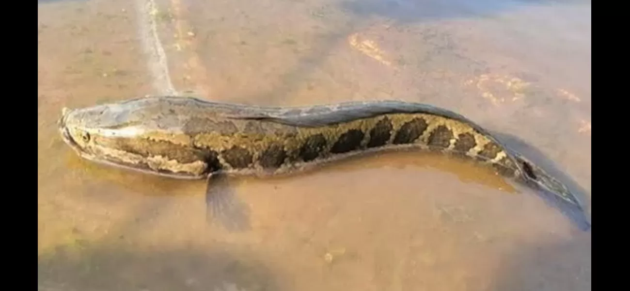 Large fish with snake-like heads are taking over rivers and have the ability to move onto land.