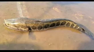 Large fish with snake-like heads are taking over rivers and have the ability to move onto land.