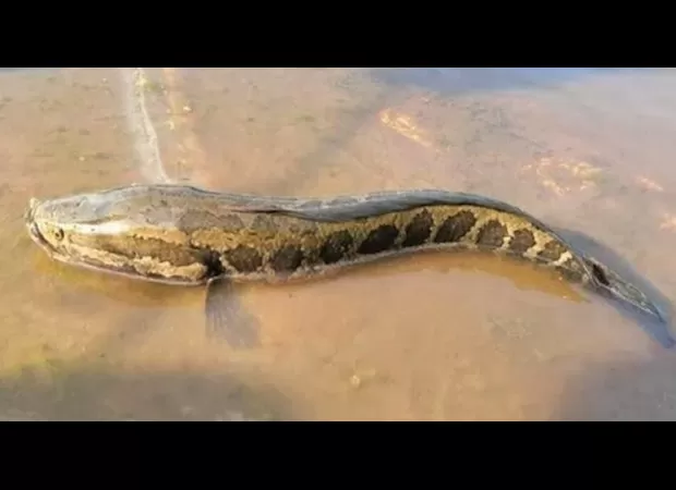 Large fish with snake-like heads are taking over rivers and have the ability to move onto land.