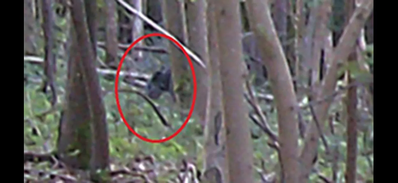 Evidence suggests that large felines are roaming freely in the United Kingdom, according to hunters.