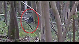 Evidence suggests that large felines are roaming freely in the United Kingdom, according to hunters.