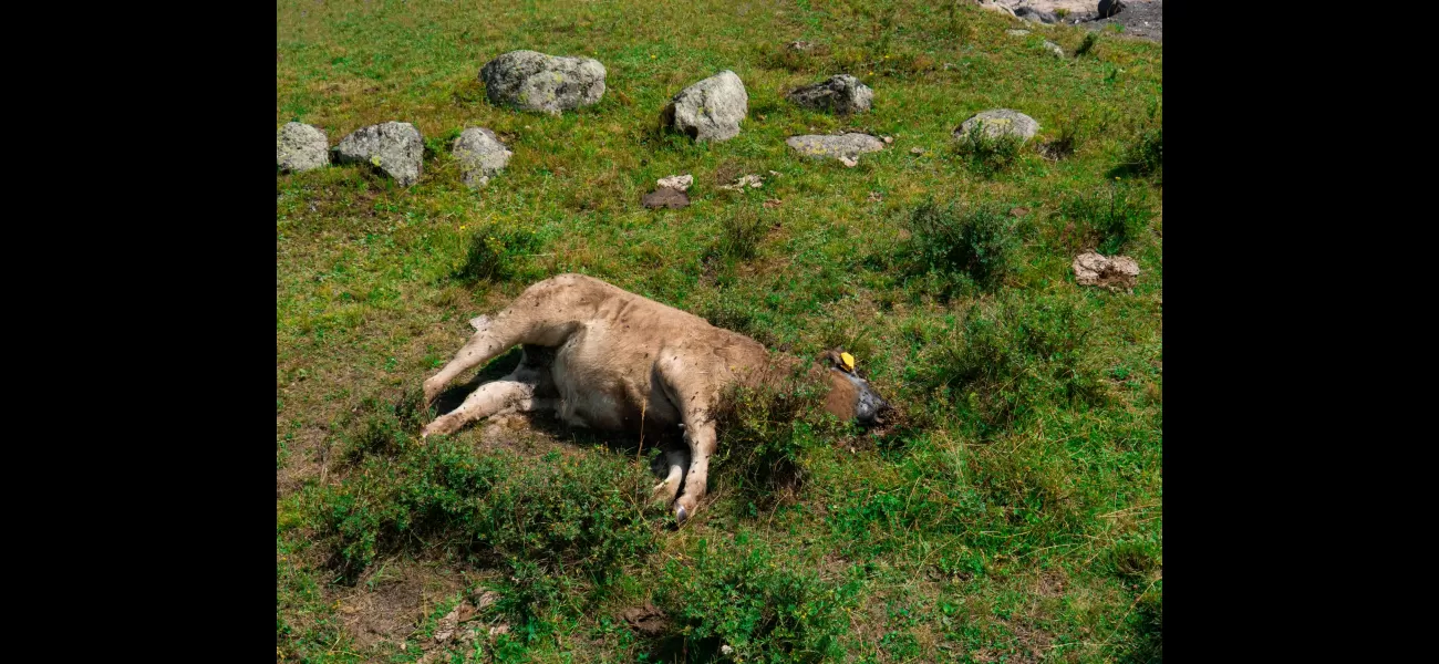 A rancher gets anthrax from handling and consuming a deceased lamb.