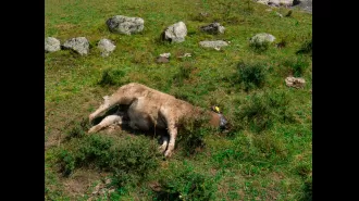 A rancher gets anthrax from handling and consuming a deceased lamb.