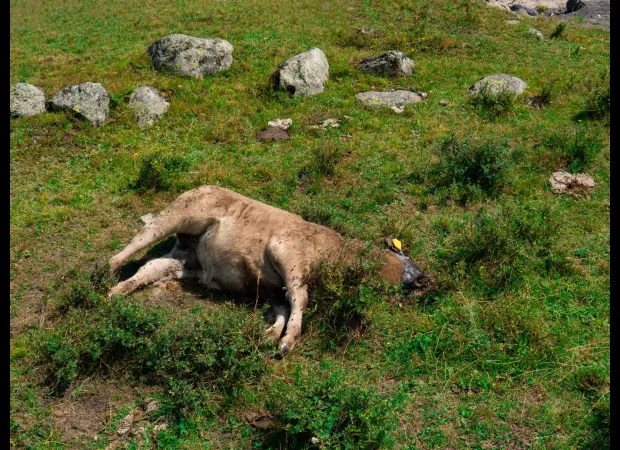 A rancher gets anthrax from handling and consuming a deceased lamb.