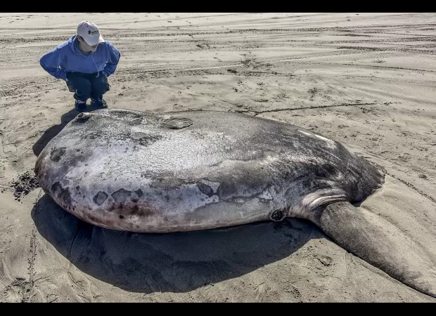 Unusual 7 ft circular and flat fish found on shore in unusual location.