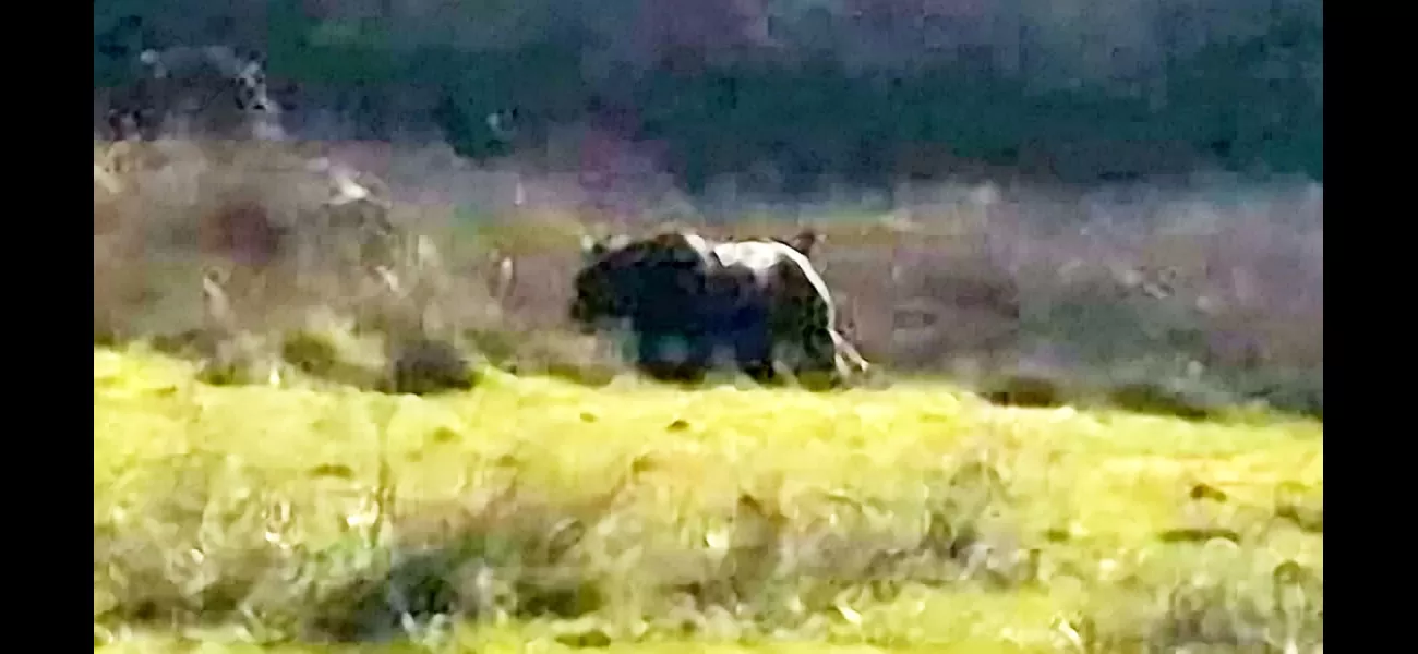 British countryside sightings may not actually be big cats, according to hunters.