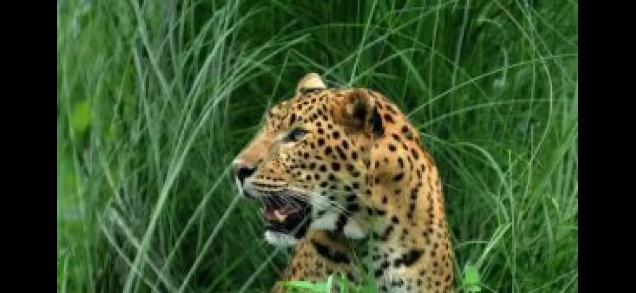 Family in Odisha injured by wild animal
