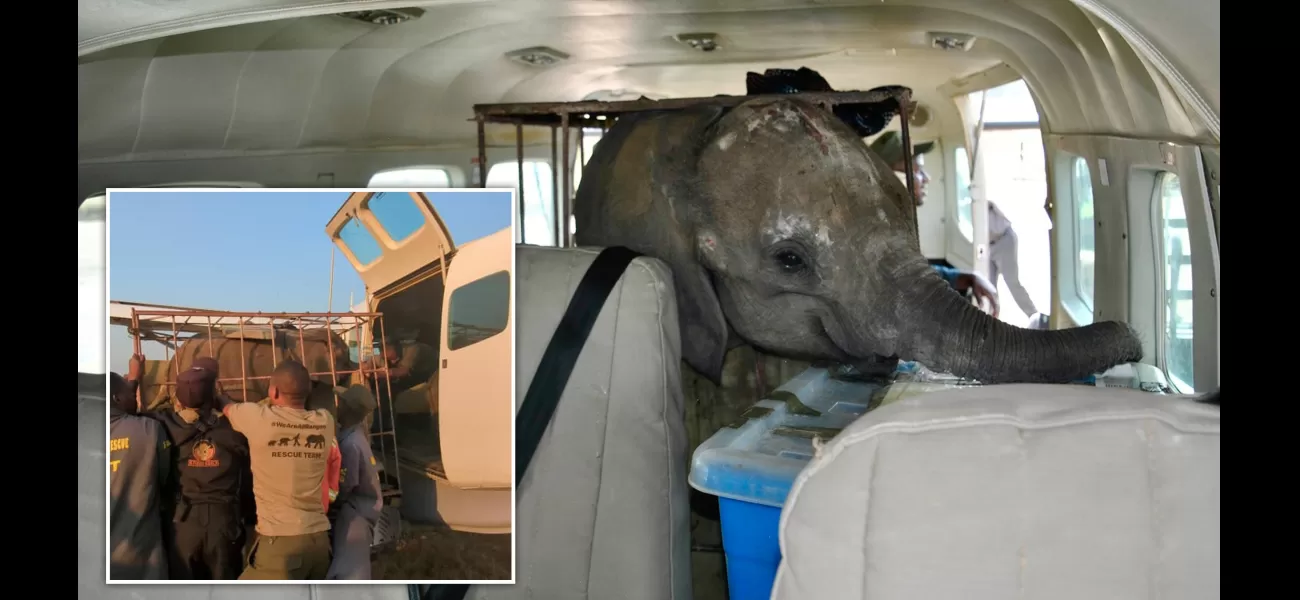Baby elephant reunited with orphan herd after being abandoned by mother in heartwarming moment.