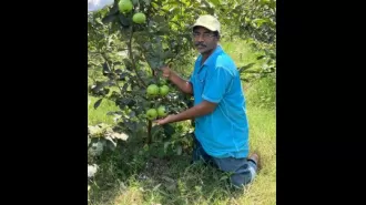 Creating fruit paradises in abandoned areas