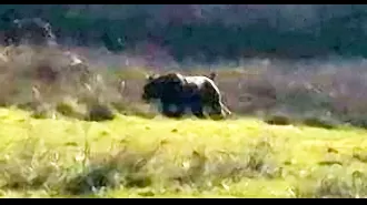 British countryside sightings may not actually be big cats, according to hunters.
