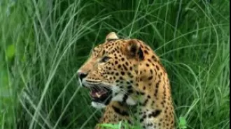 Family in Odisha injured by wild animal