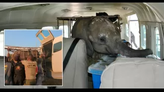 Baby elephant reunited with orphan herd after being abandoned by mother in heartwarming moment.