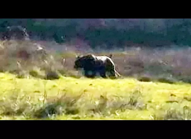 British countryside sightings may not actually be big cats, according to hunters.