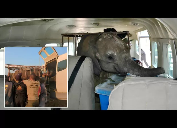 Baby elephant reunited with orphan herd after being abandoned by mother in heartwarming moment.