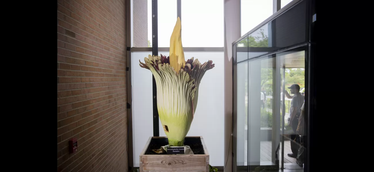 Two smelly corpse flowers bloom at the Chicago Botanic Garden.