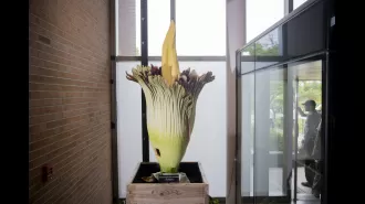 Two smelly corpse flowers bloom at the Chicago Botanic Garden.