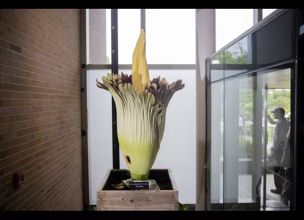 Two smelly corpse flowers bloom at the Chicago Botanic Garden.