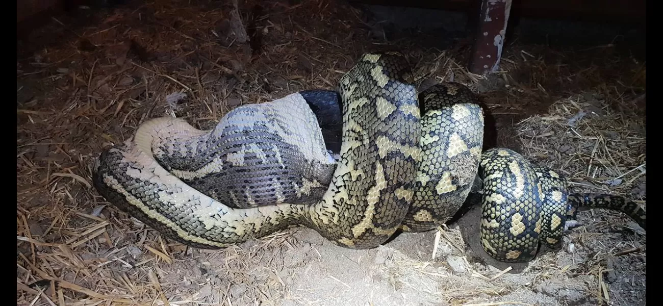 A woman was eaten by a 20ft python, but it wasn't the first time a human was consumed by a snake.