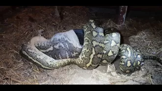 A woman was eaten by a 20ft python, but it wasn't the first time a human was consumed by a snake.