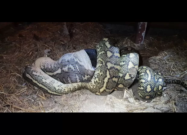A woman was eaten by a 20ft python, but it wasn't the first time a human was consumed by a snake.