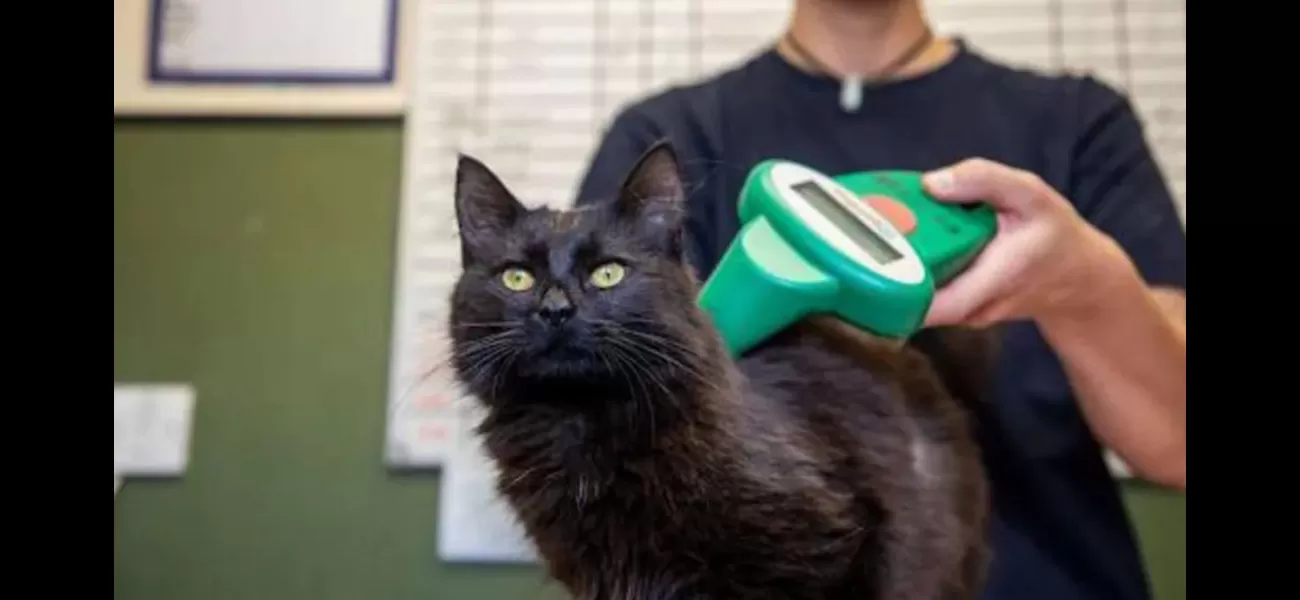 Pet owners without microchipped cats can now be fined £500.