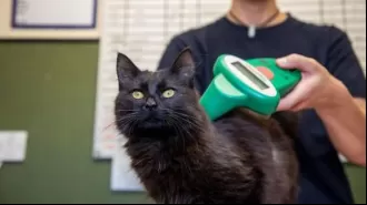 Pet owners without microchipped cats can now be fined £500.