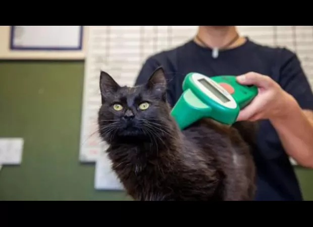 Pet owners without microchipped cats can now be fined £500.