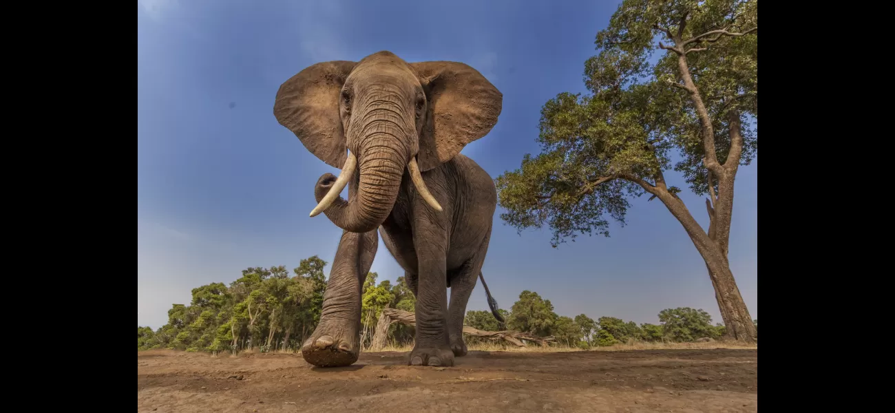 AI can interpret elephant communication, and it's surprisingly human-like.