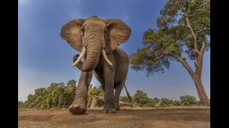 AI can interpret elephant communication, and it's surprisingly human-like.