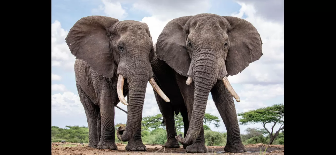 A new study shows that African elephants have individual names they use to communicate with each other.