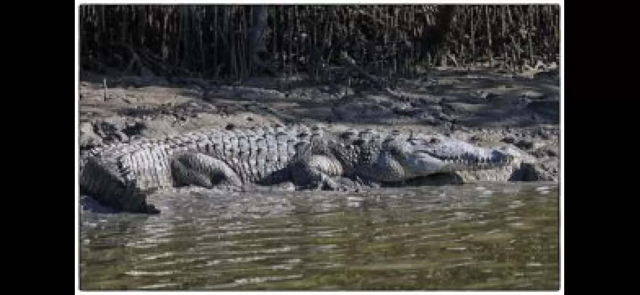 Over 50 saltwater crocodile nests found in Bhitarkanika.