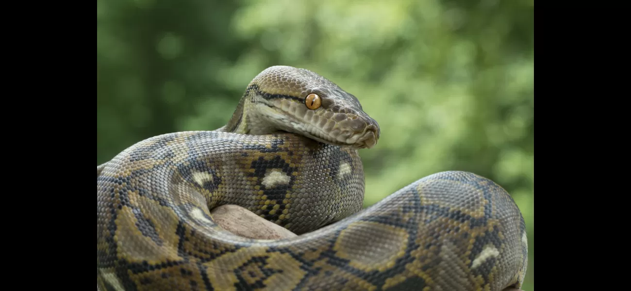 Mother-of-four discovered inside python in Indonesia; tragic incident alarms local community.