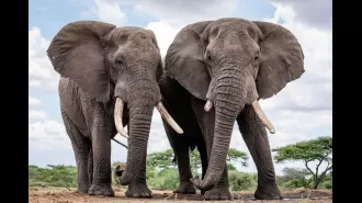 A new study shows that African elephants have individual names they use to communicate with each other.
