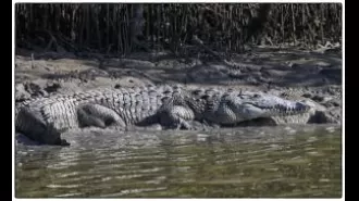 Over 50 saltwater crocodile nests found in Bhitarkanika.