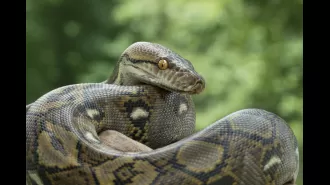 Mother-of-four discovered inside python in Indonesia; tragic incident alarms local community.
