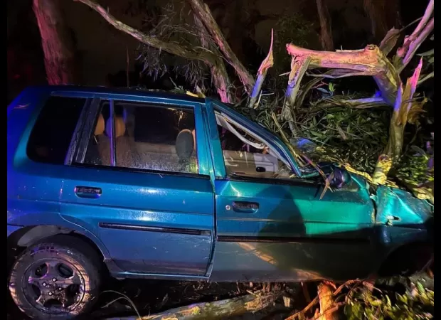 Southern states hit by icy weather, causing trees to fall due to strong winds.
