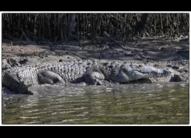 Over 50 saltwater crocodile nests found in Bhitarkanika.