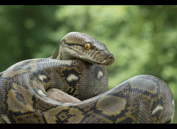 Mother-of-four discovered inside python in Indonesia; tragic incident alarms local community.