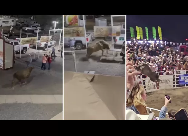 A rodeo bull jumped a fence at a US arena, causing injuries to three individuals.